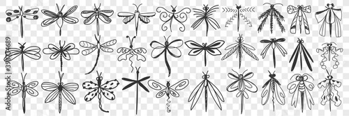 Dragonfly doodle set. Collection of hand drawn various dragonfly with elegant wings with different patterns flying isolated on transparent background. Illustration of beautiful insect 