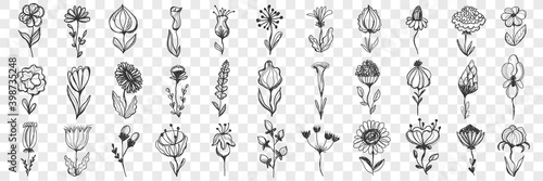 Flowers doodle set. Collection of hand drawn beautiful flowers with stem, bud and leaves for decoration isolated on transparent background. Illustration of nature blossom and bloom various types 