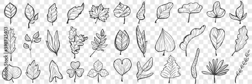 Leaves doodle set. Collection of hand drawn beautiful fallen leaves of different shapes and forms isolated on transparent background. Illustration of nature plant and trees leaves variation 