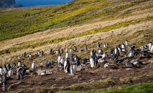 Large gentoo penguin colony on top of hill on South Georgia