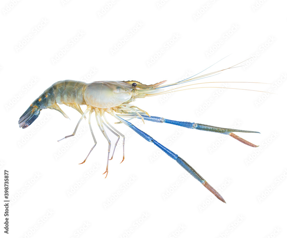 Fresh prawns, river prawns that live in freshwater, natural tropics, river prawns that live in freshwater, natural (Macrobrachium rosenbergii) Top view. isolated on white background. Clipping path. Fresh prawns, river prawns that live in freshwater, natural tropics, river prawns that live in freshwater, natural (Macrobrachium rosenbergii) Top view. isolated on white background. Clipping path.