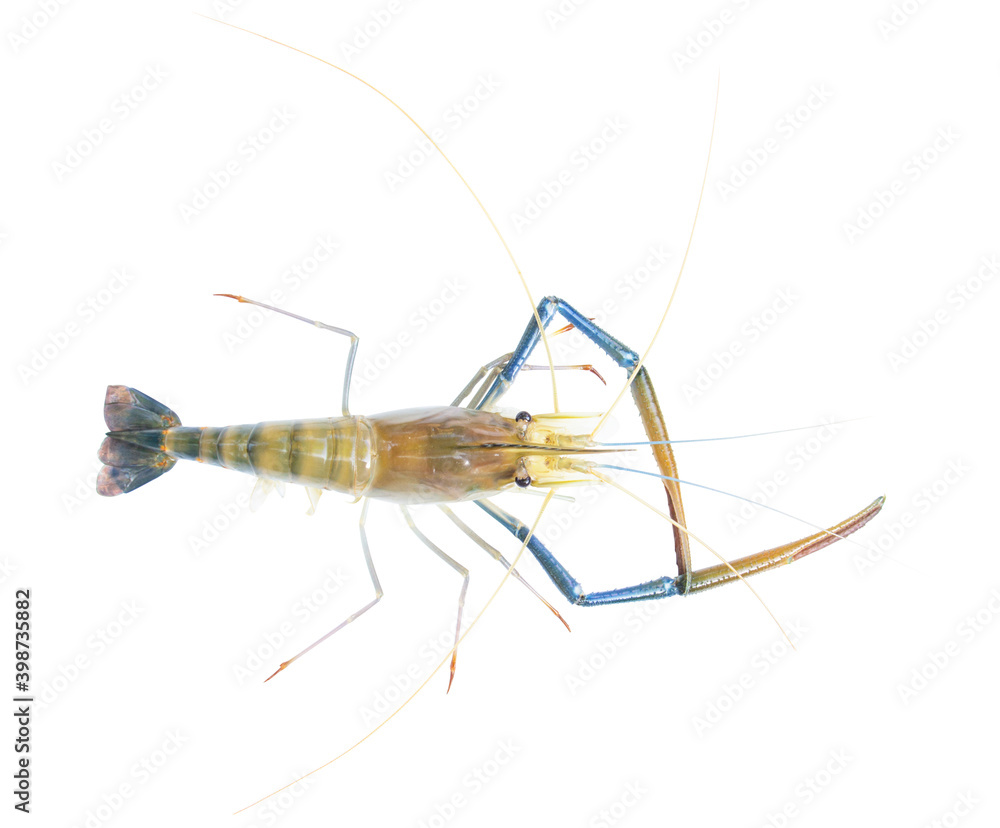 Fresh prawns, river prawns that live in freshwater, natural tropics, river prawns that live in freshwater, natural (Macrobrachium rosenbergii) Top view. isolated on white background. Clipping path. Fresh prawns, river prawns that live in freshwater, natural tropics, river prawns that live in freshwater, natural (Macrobrachium rosenbergii) Top view. isolated on white background. Clipping path.