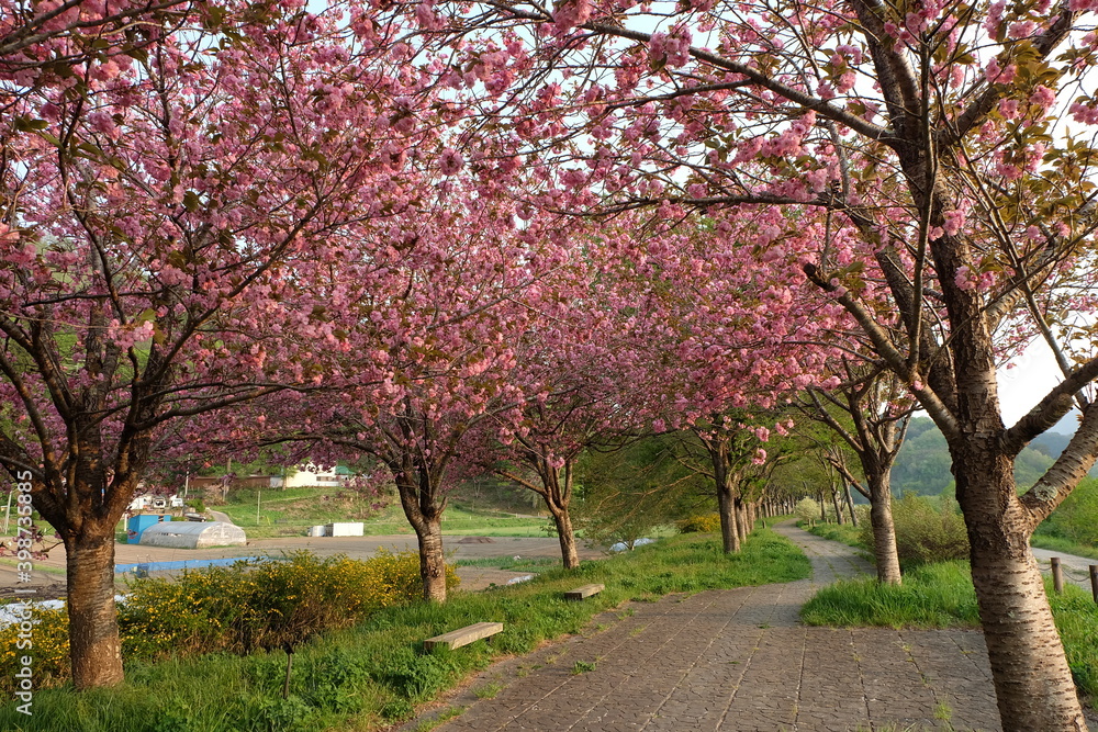 Naklejka premium 公園の満開の桜