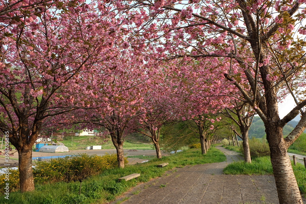 公園の満開の桜