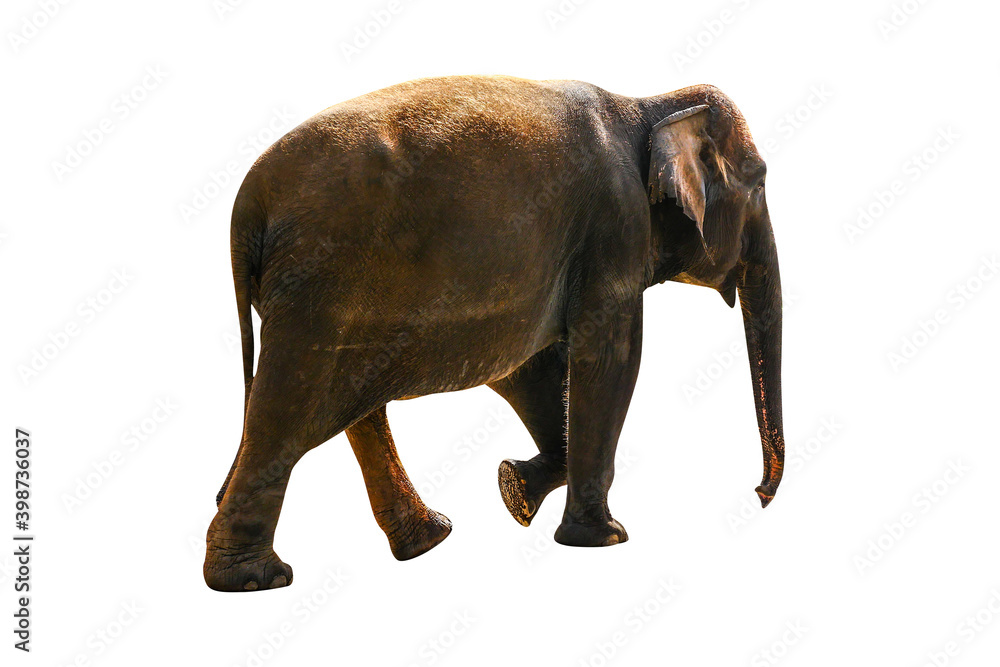 Elephant isolated on white background.
Elephant isolated on white background.