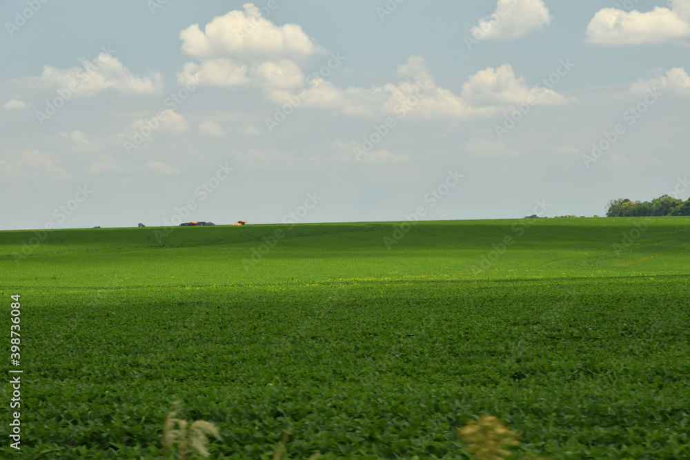 Fototapeta premium soy plantation devastating the cerrado