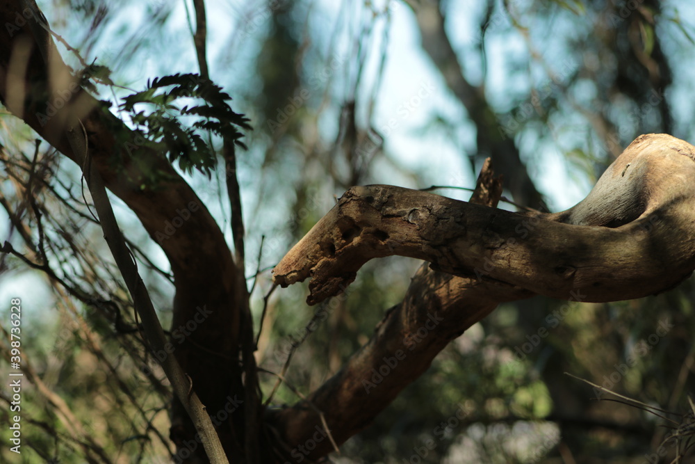 Fototapeta premium Arboles