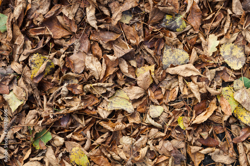 Tekstura z jesiennych liści photo