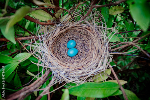 bird nest with eggs