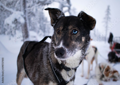 Husky dogs in the snow in Lannavaara, Sweden (Lapland) © Bruce