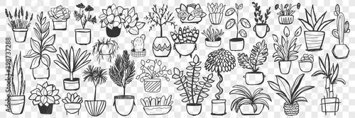 Plants in pots doodle set. Collection of hand drawn homegrown plants and flowers in pots for decoration isolated on transparent background. Illustration of natural botany floral indoor lifestyle 