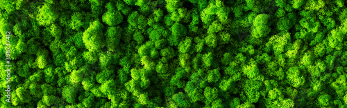 Canvas Print decorative moss for interior decoration