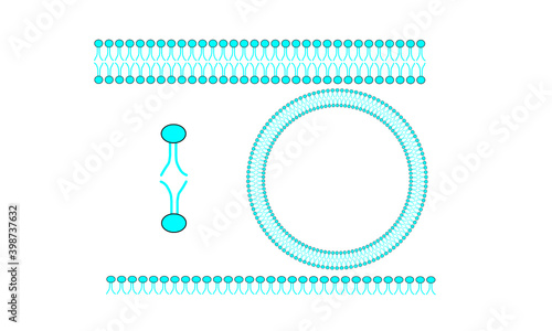 Phospholipid bilayer [Cell membrane]