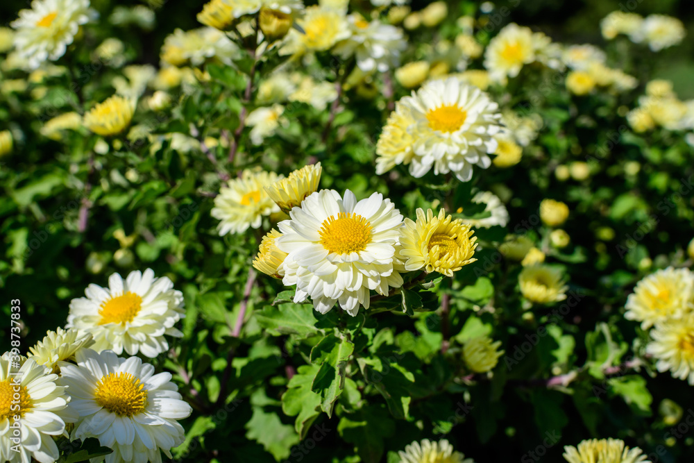 Many vivid yellow and white Chrysanthemum x morifolium flowers and small green blooms in a garden in a sunny autumn day, beautiful colorful outdoor background photographed with soft focus. Many vivid yellow and white Chrysanthemum x morifolium flowers and small green blooms in a garden in a sunny autumn day, beautiful colorful outdoor background photographed with soft focus.
