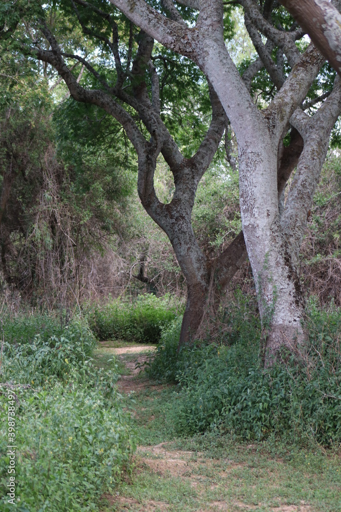 Fototapeta premium Arboles