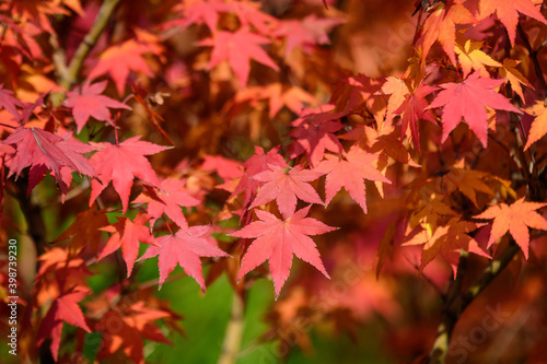 Many orange and red leaves of maple tree colored during the cold autumn days in a botanical garden  beautiful outdoor background photographed with soft focus.
