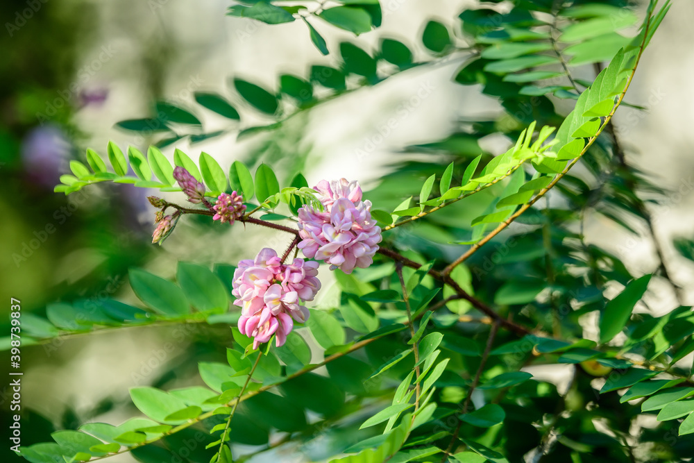Pink flowers of Robinia pseudoacacia commonly known as black locust, and green leaves in a summer garden, beautiful outdoor floral background photographed with soft focus. Pink flowers of Robinia pseudoacacia commonly known as black locust, and green leaves in a summer garden, beautiful outdoor floral background photographed with soft focus.