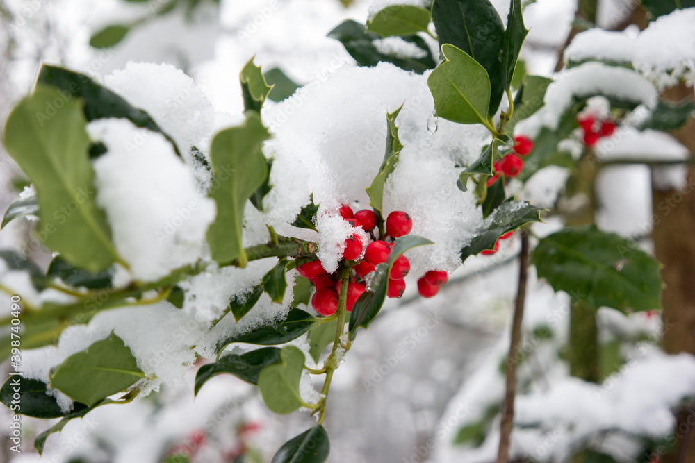 Red forest berries and green leafs covered in snow in the forest Red forest berries and green leafs covered in snow in the forest