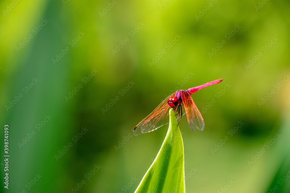 Naklejka premium red dragonfly on a leaf