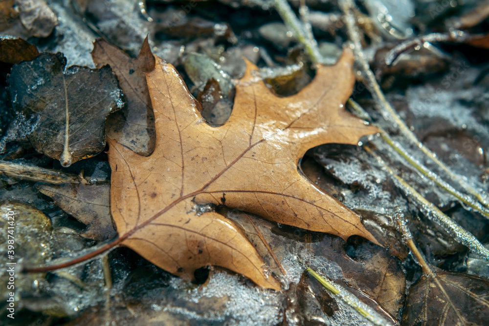Brown oak leaf covered with ice after freezing rain, beautiful winter background Brown oak leaf covered with ice after freezing rain, beautiful winter background