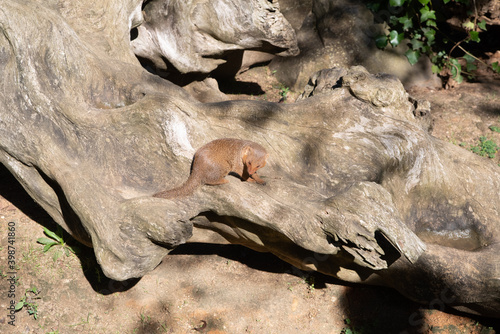 mammifère sur racine