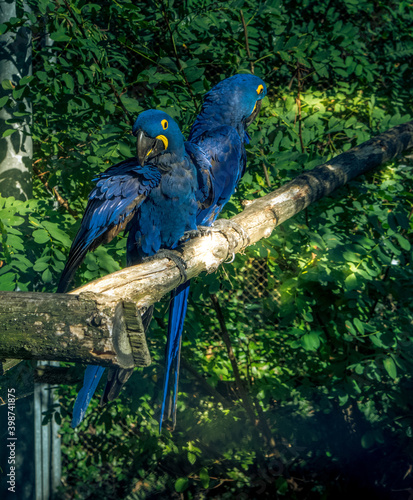Couple de perroquets bleu