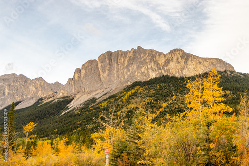 Fall colours below Mount Yamnuska. Bow Valley Provincial Park, Alberta, Canada