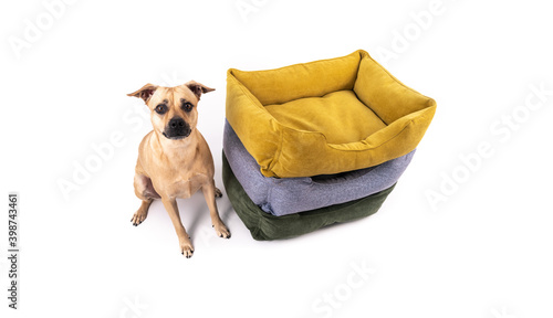 The dog sits near three differently colored animal sleeping beds. On white background. Isolate. Angle view.