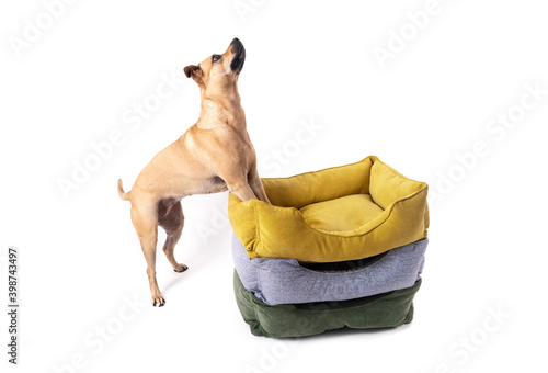 The dog jumps happily, leaning its front paws on three colored piles of piles for sleeping animals. White background. Isolate.