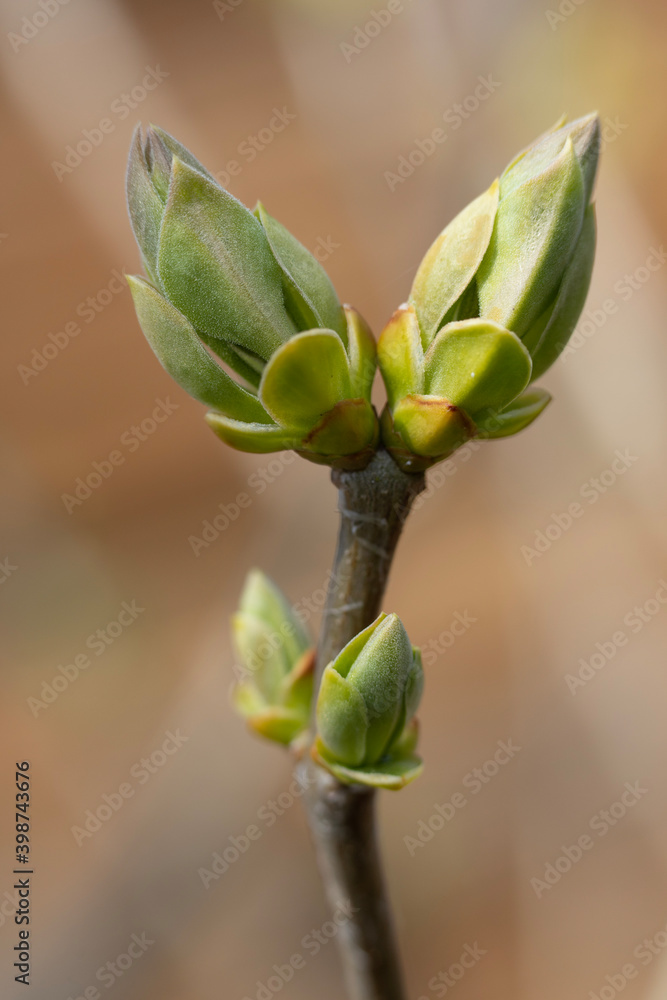 bud of a tree bud of a tree