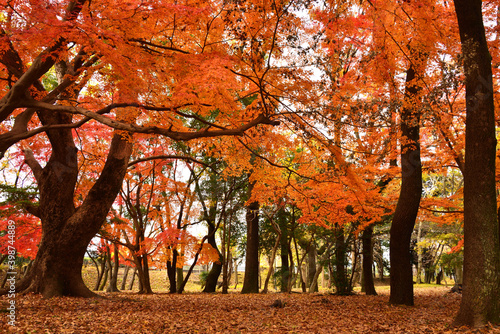 三重県伊勢市　五十鈴公園の紅葉