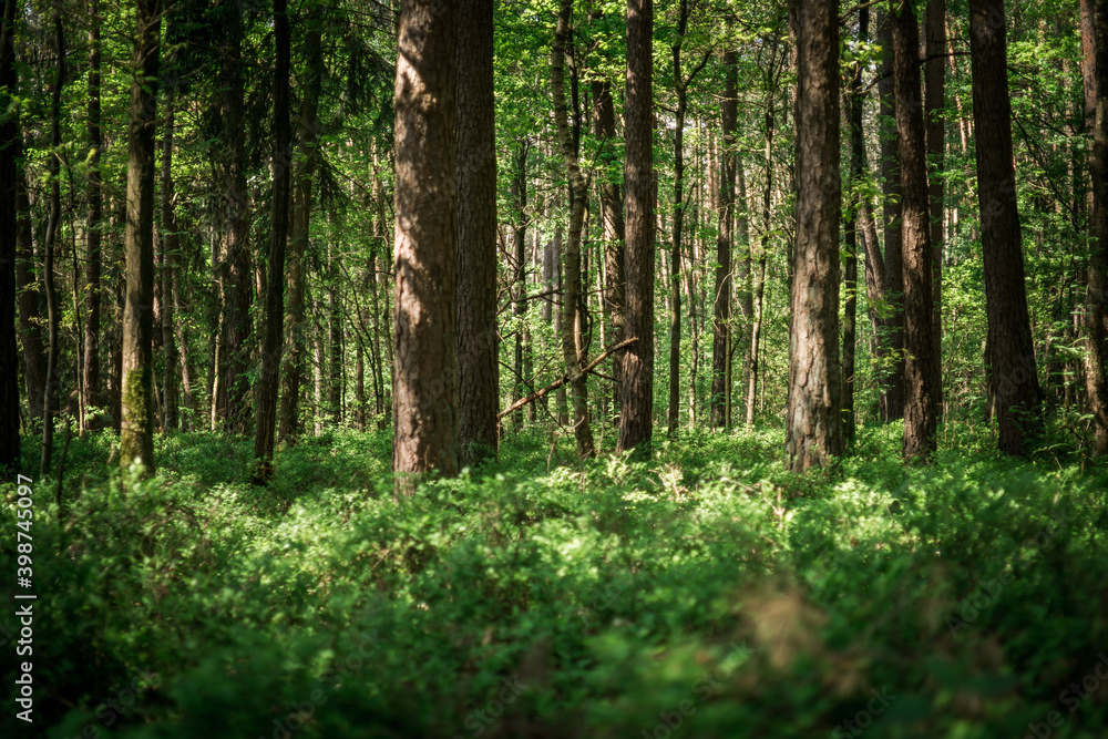 forest in spring