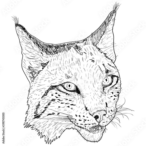 Sketch silhouette sketch lynx face on white background illustration
