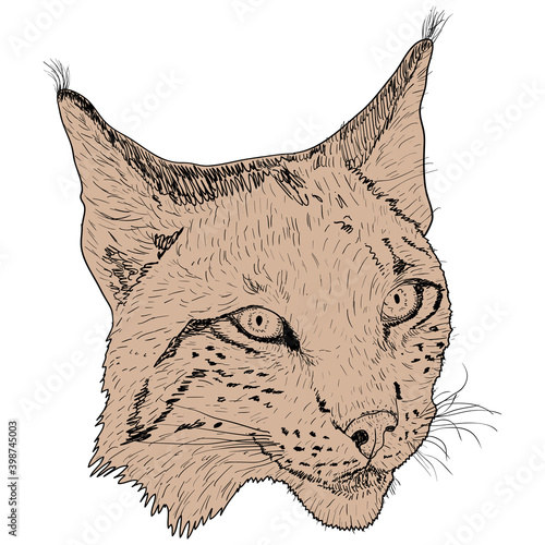 Sketch silhouette sketch lynx face on white background illustration