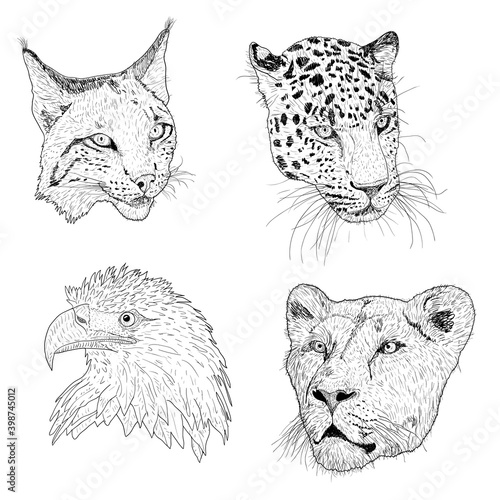 Set sketch silhouette sketch eagle, lynx, leopard. lioness face on white background illustration