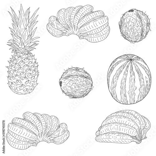 Set sketch silhouette sketch watermelon, coconut, banana, pineapple white background illustration