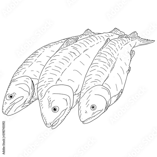 collection of natural marine fish sketch on white background