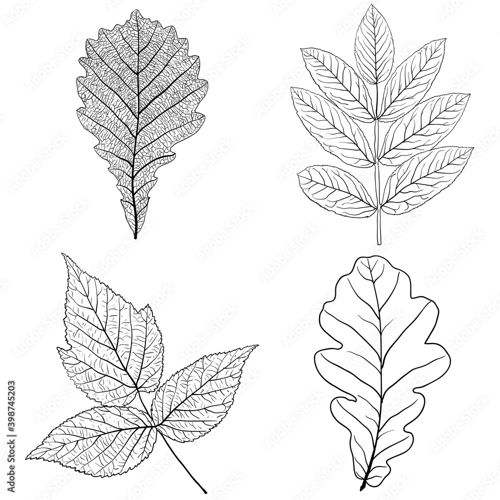 Set sketches silhouettes leaves on white background illustration