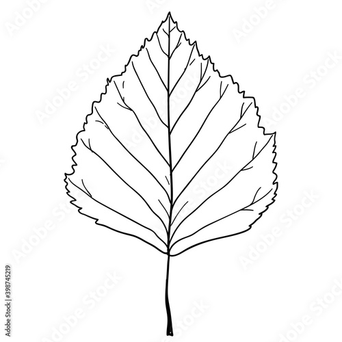 Sketches silhouettes leaves on white background illustration