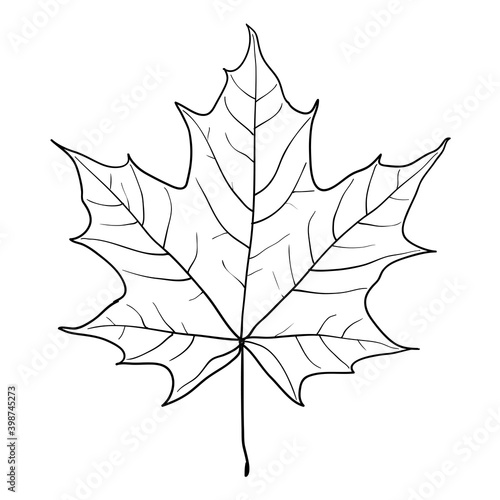 Sketches silhouettes leaves on white background illustration
