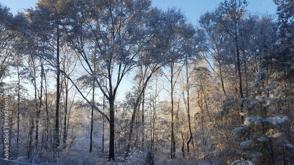 trees in the snow trees in the snow