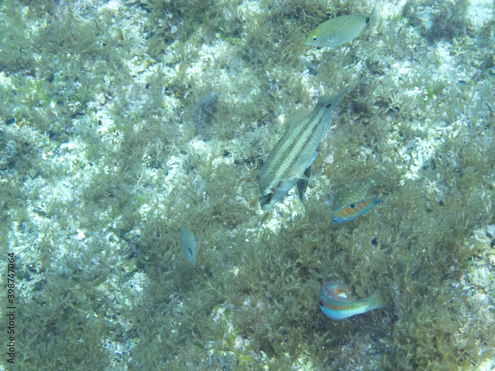 Fototapeta premium Unterwasserwelt bei Gozo