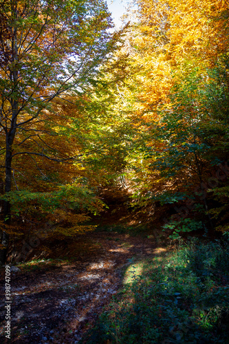 autumnal path in the woods with warm colors © ciroorabona