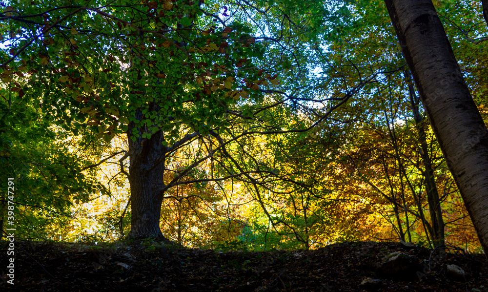 autumn forest and trees wood autumn forest and trees wood