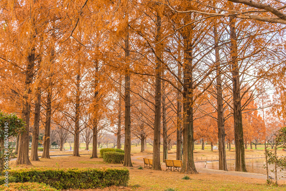 Beautiful autumn foliage, metasequoia trees along at Kawagoe, Japan.