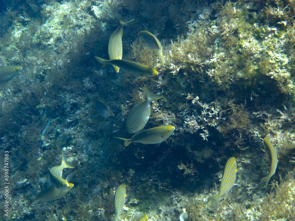 Fototapeta premium Unterwasserwelt bei Gozo