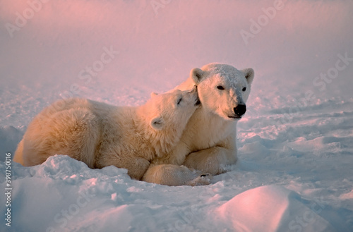 Obraz na plátně Polar bear and cub