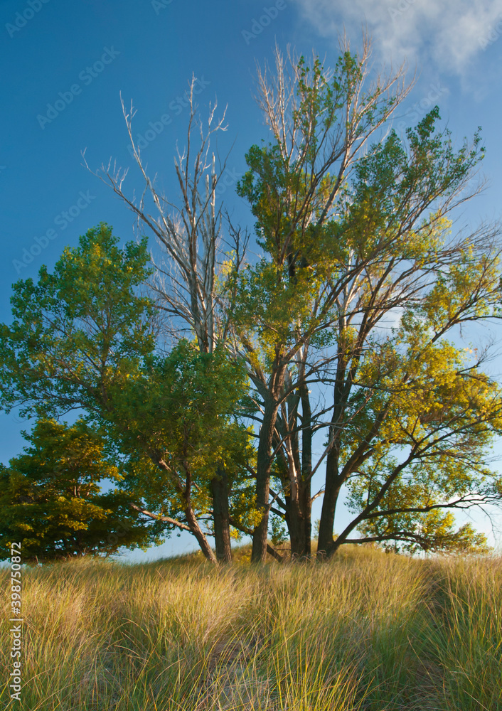 Fototapeta premium 509-89 Trees in the Dunes