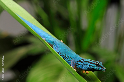 Himmelblauer Zwergtaggecko // turquoise dwarf gecko (Lygodactylus williamsi) photo