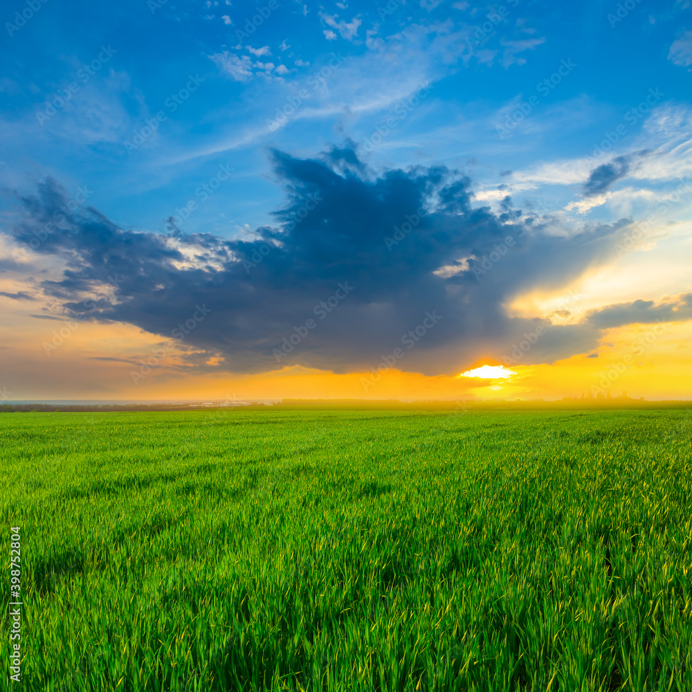 green rural fieldat the dramatic sunset, agricultural background